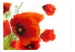 Carta da parati moderna Poppies on the wihite background 60643 additionalThumb 1