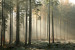 Carta da parati moderna Mattina nebbiosa nella foresta 94553