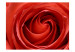 Carta da parati moderna Risveglio di una rosa 60324 additionalThumb 1