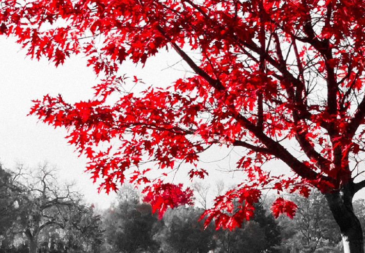 Foto su tela Nella tonalità dell'autunno (1-pezzo) - foto grigia di albero  rosso - Alberi - Paesaggi - Quadri