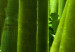 Quadro su tela The bamboos 58855 additionalThumb 5