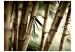 Carta da parati moderna Fog and bamboo forest 61455 additionalThumb 1