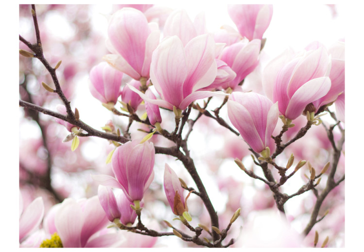 Carta da parati moderna Rami di magnolia in fiore 60416 additionalImage 1