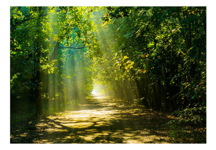 Carta da parati Paesaggio boschivo - strada tra gli alberi illuminata dal sole 62336 additionalImage 1