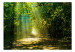 Carta da parati Paesaggio boschivo - strada tra gli alberi illuminata dal sole 62336 additionalThumb 1