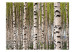 Carta da parati moderna Radura di Betulle - paesaggio boschivo con numerosi tronchi di betulla 60566 additionalThumb 1