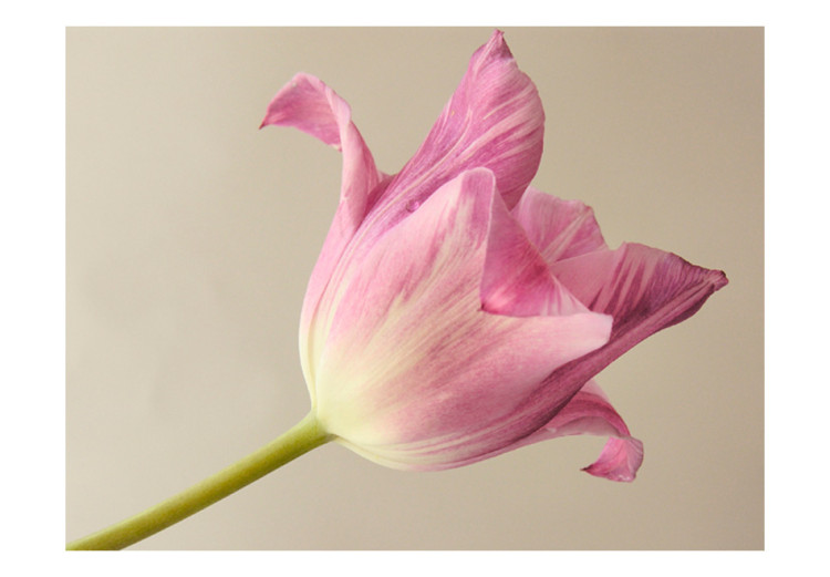 Carta da parati moderna Pink tulip 60357 additionalImage 1