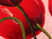 Quadro Tulipani gioiosi (1 pezzo) - Fiori rossi su sfondo pastello 48667 additionalThumb 3