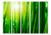 Paravento design Sun and bamboo II [Room Dividers] 133248 additionalThumb 3