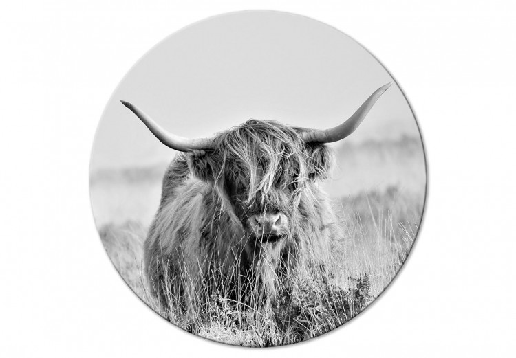 Quadro rotondo Black and White Scottish Cow - an Animal Among Tall Dry Grasses 148698