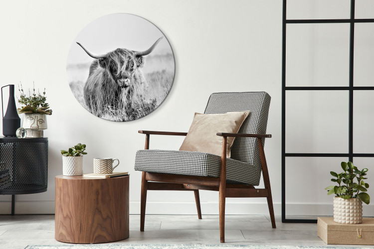 Quadro rotondo Black and White Scottish Cow - an Animal Among Tall Dry Grasses 148698 additionalImage 2
