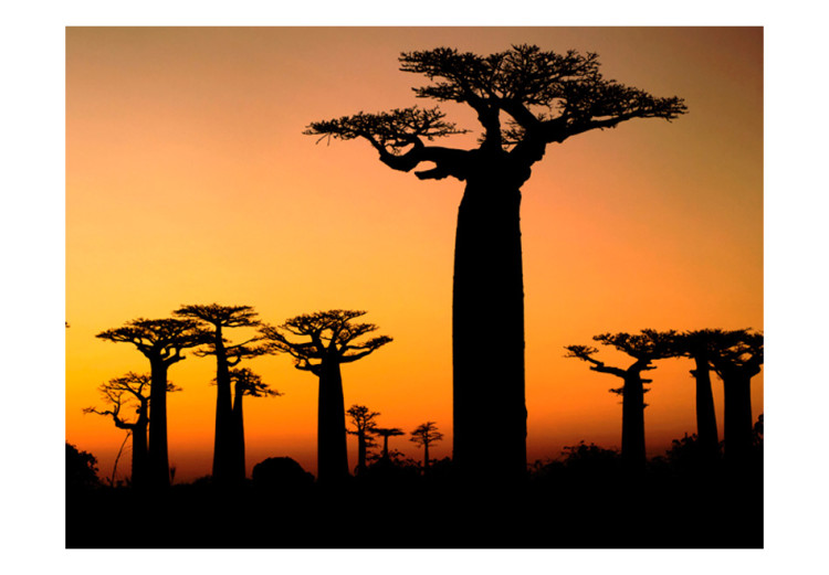 Carta da parati moderna Baobab africani 61398 additionalImage 1