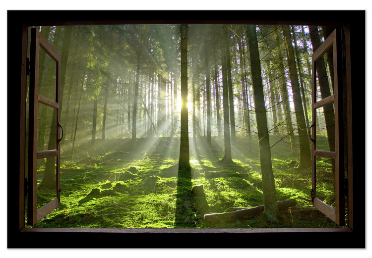 Quadro moderno Dawn in the Forest (1 Part) Wide 125019
