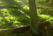 Quadro moderno Dawn in the Forest (1 Part) Wide 125019 additionalThumb 4