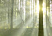 Quadro moderno Dawn in the Forest (1 Part) Wide 125019 additionalThumb 5