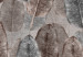 Carta da parati Disegno della natura - foglie marroni e grigie in stile boho 145089 additionalThumb 3